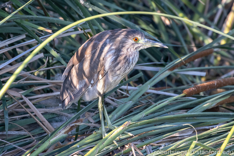 emily renzel wetlands